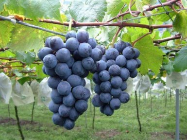 紫莹莹怎么读？