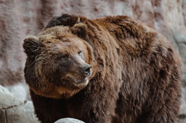 根深叶茂形容什么动物