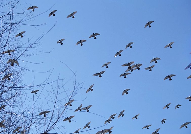 用一只只组词有哪些？