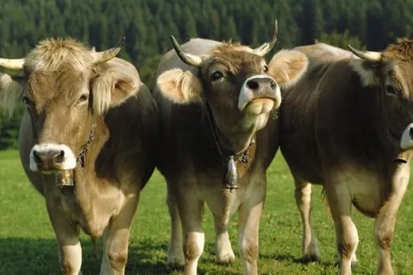 二五过关九轨步,一言九鼎称君王是什么生肖