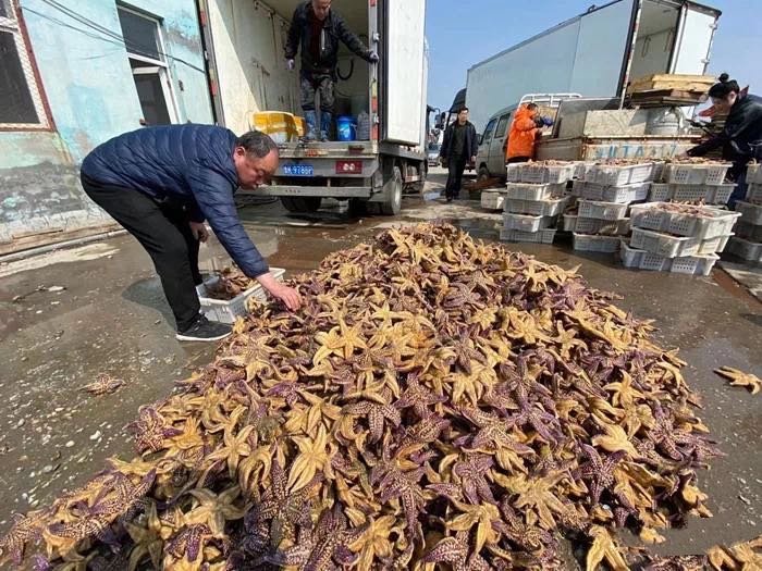 青岛胶州湾已捕杀海星约45万斤，这将造成经济损失多少呢？