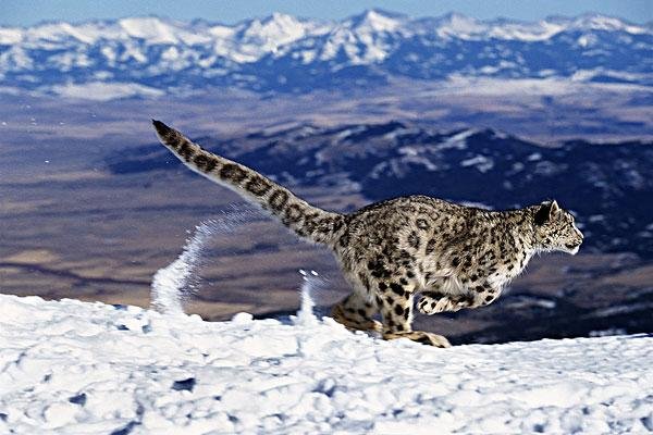 3只雪豹咬死咬伤39只羊4头牛，这样的损失该如何处理？