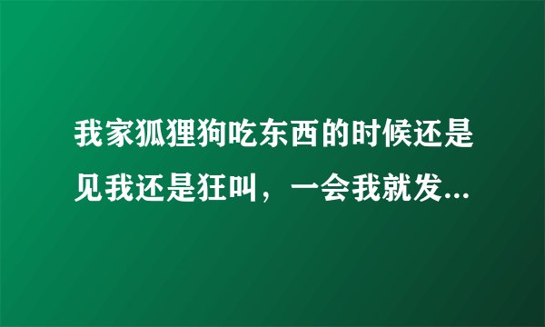 我家狐狸狗吃东西的时候还是见我还是狂叫，一会我就发狗叫的声音