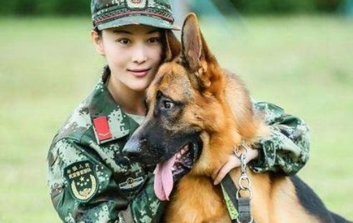 张馨予问怎么领养退役搜救犬