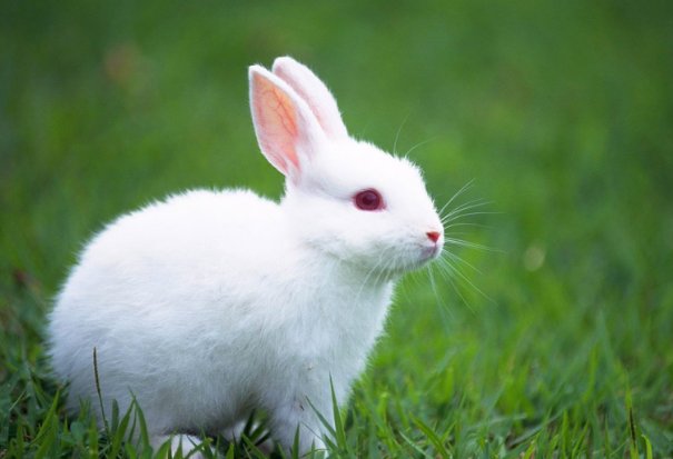 霜露之疾指什么生肖准确答案