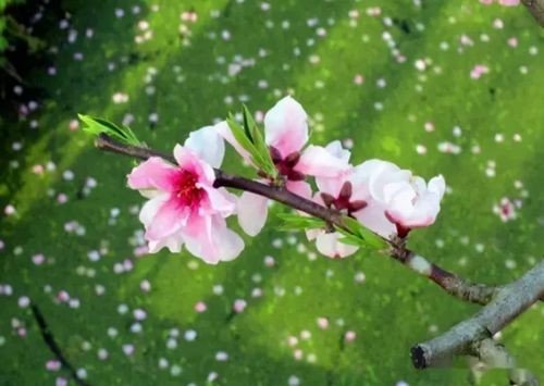 三月桃花雪的优美词句有哪些