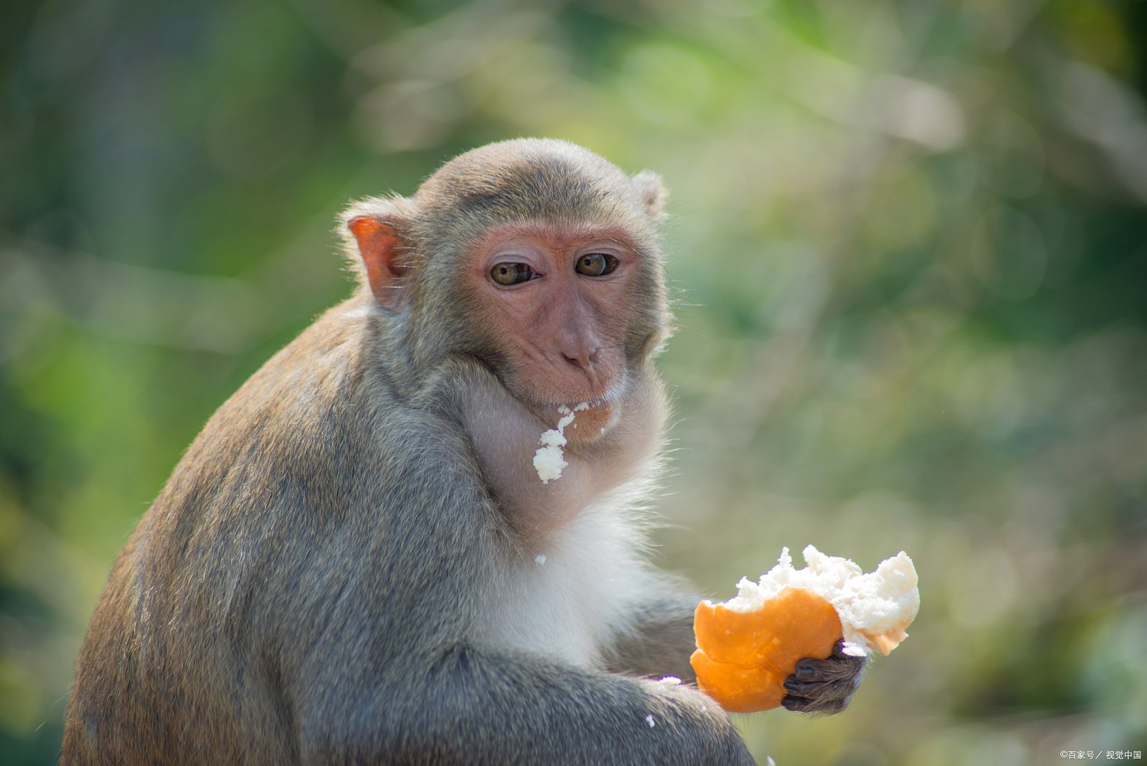 在十二生肖中善于隐藏实力的三个生肖是什么呢?