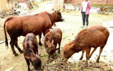 黑龙江一养殖户家中二十多头牛接连死亡，目前有哪些线索？