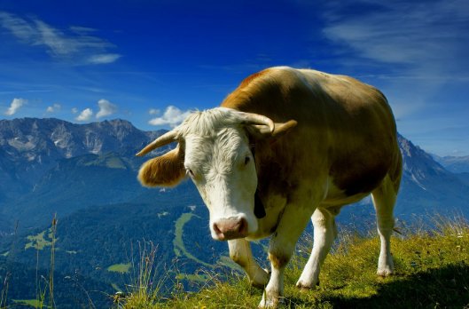 节俭力行是指什么生肖?