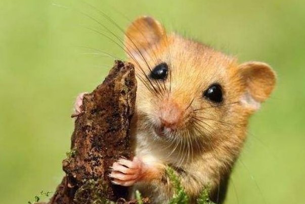 借机上位打一准确生肖