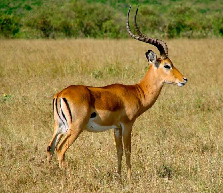 gazelle是什么意思