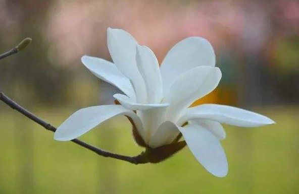 雪白雪白的什么填空