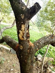 朽木是指什么生肖？