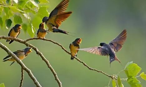 什么样的燕子填什么形容词？