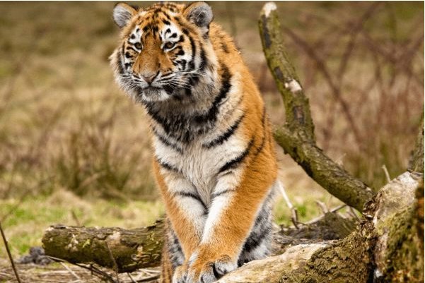 任人摆弄是什么生肖