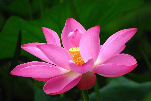 触摸荷花是什么感觉？