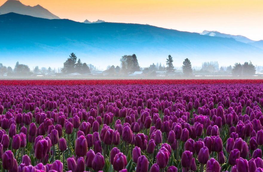 花季一天免费看1次怎么下载