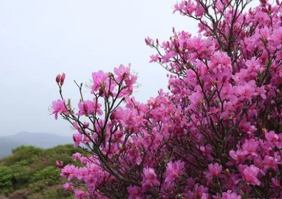 春天古诗最好的10首