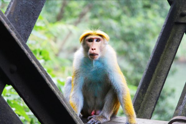 杏脸桃腮是什么生肖啊