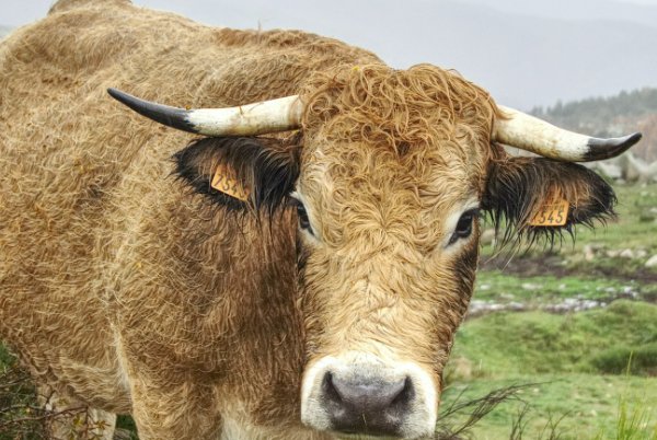 在牛的眼中,能看到什么