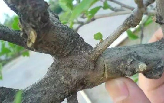 双压枝什么意思