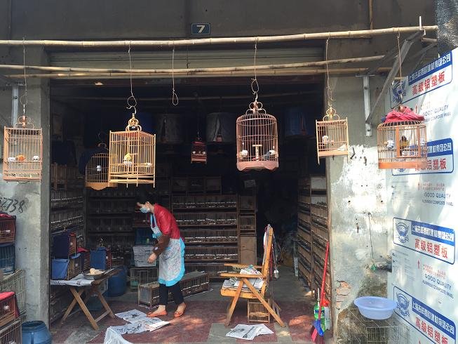 成都哪里有卖宠物的？