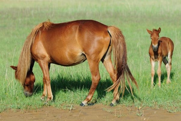 长驱直入指什么生肖的动物