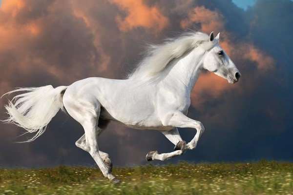 雄才盖世形容什么动物生肖