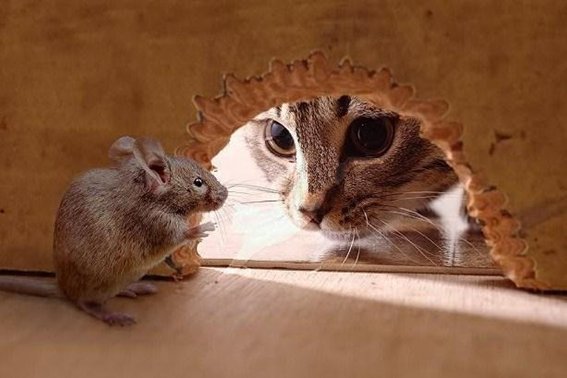 搓手跺脚是什么生肖