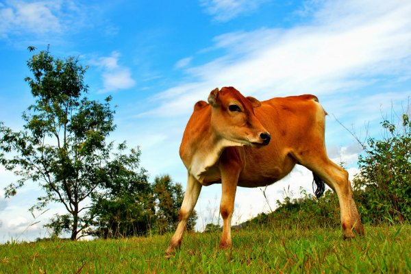 正儿八经打一个正确生肖动物