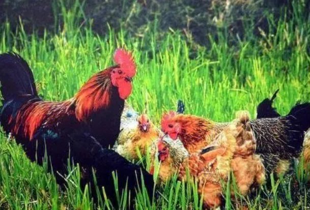 九字当头四六好是什么动物