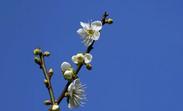 梅花象征着什么意义