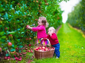 若兮出自楚辞是什么?