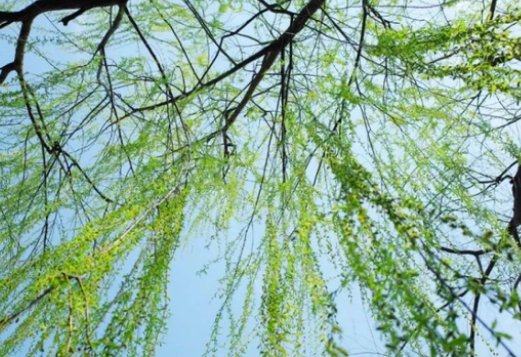 春天古诗最好的10首