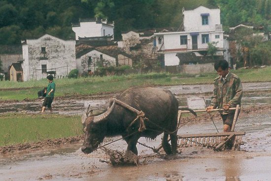 俗语“只有累死的牛,没有耕坏的田”,这句话是什么含义?