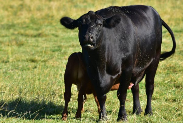 在牛的眼中,能看到什么