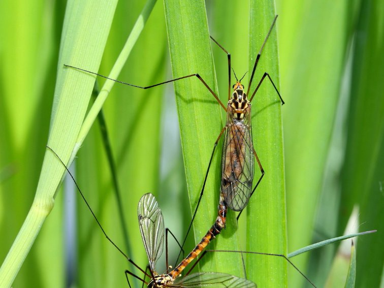 虫字旁有什么字