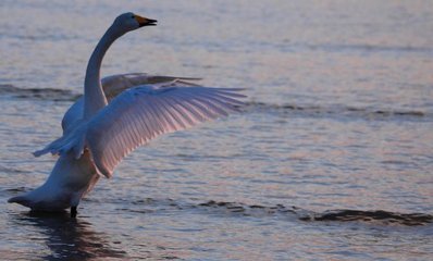 神圣的天鹅的概述