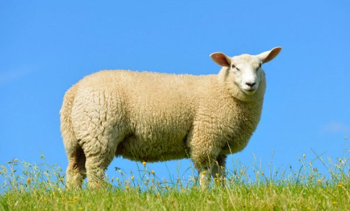 （三月阳春好风光）打一个生肖