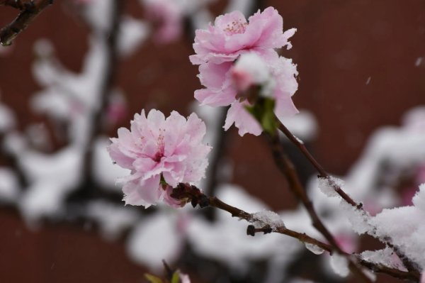 三月桃花雪的优美词句