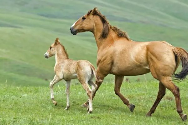 屹然挺立打一个正确生肖