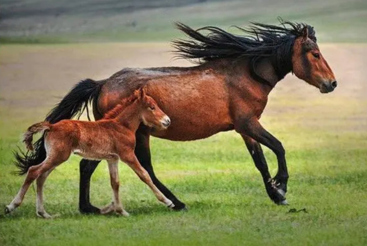 分星掰两猜一生肖