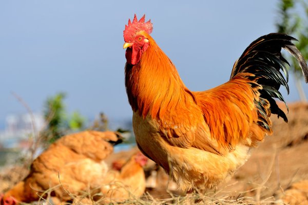 五讲四美是什么动物