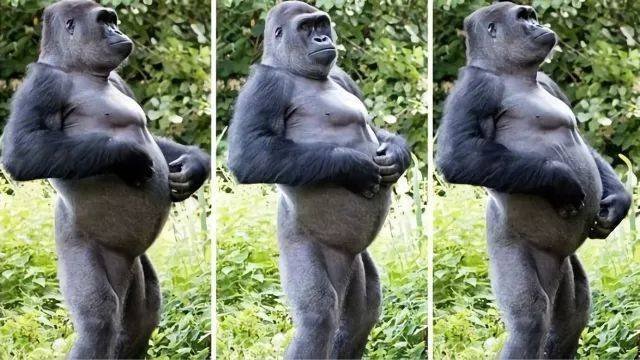 前几天看了大猩猩身上的超大寄生虫这个视频，视频中的大猩猩为什么会被那么多那么大的虫子寄生？