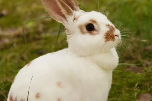 千娇百媚打一个生肖岀来