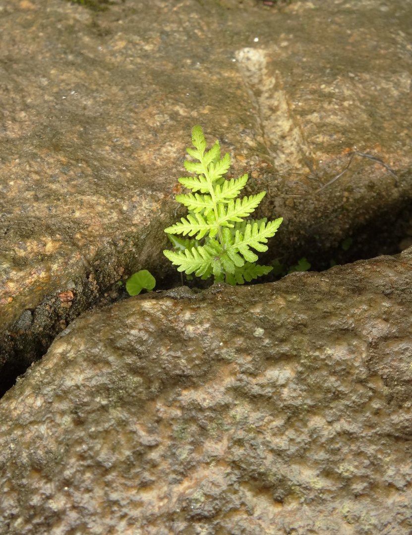 关于草的现代诗短诗