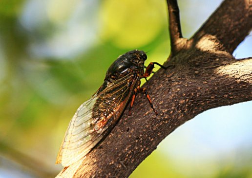 饮露身何洁，吟风韵更长。斜阳千万树，无处避螳螂。猜一动物，谜底是什么？