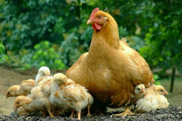 蝼蚁得志代表什么动物