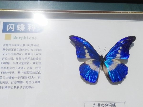 海关截获7只珍稀蝴蝶标本，为何小时候常看到的蝴蝶现在逐渐消失不见了？