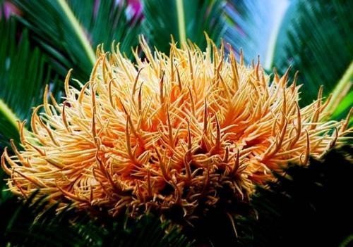 荷叶是什么的什么？